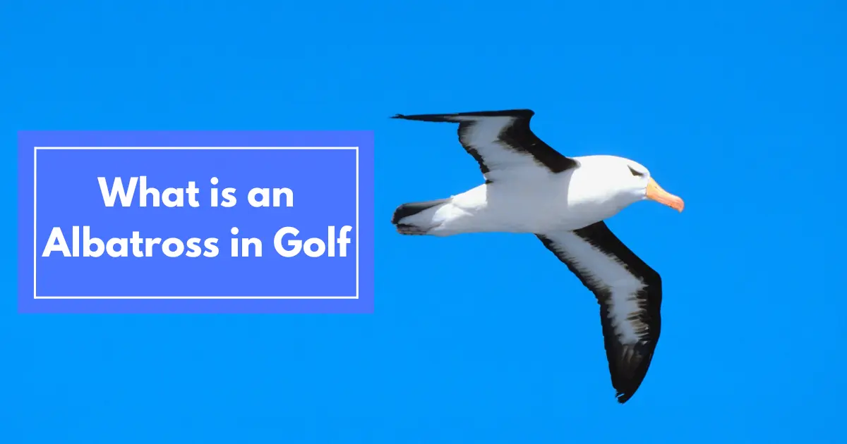albatross